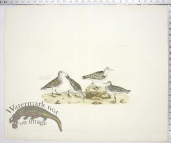 Temminck's Tringa; Little Tringa